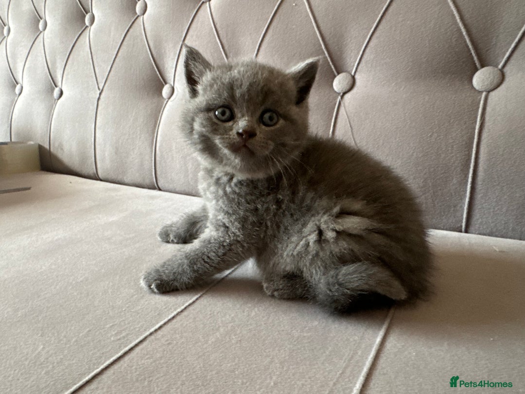 Scottish Fold cats for sale: Adorable Scottish Fold & Straight Kittens 💕🐾 - Image 19