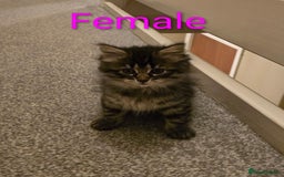 Mixed Breed cats for sale: Kittens for sale ready to go now   - Image 10