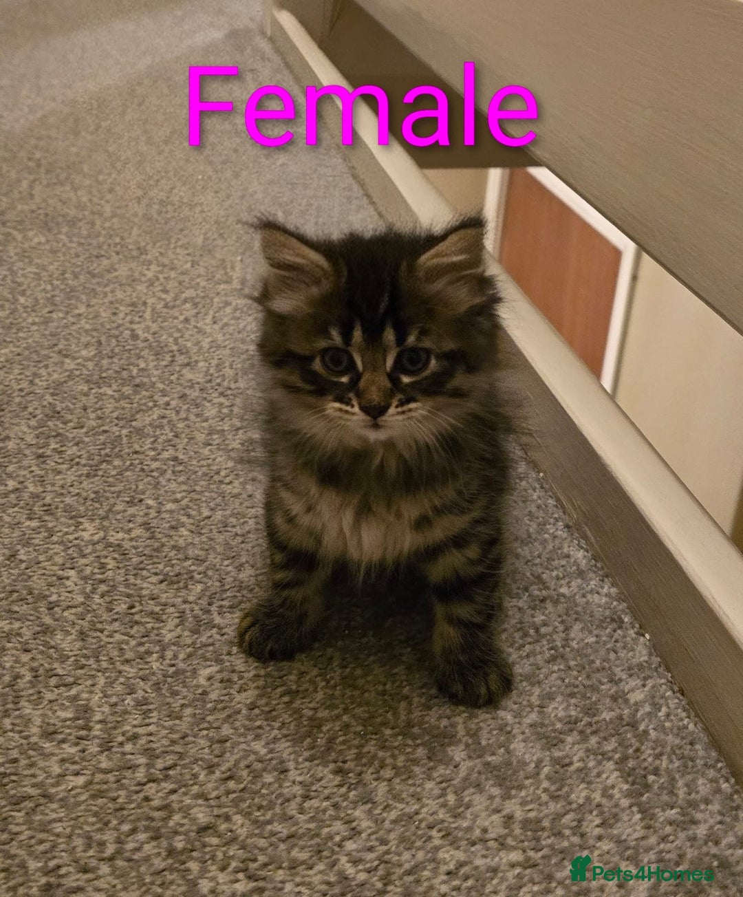 Mixed Breed cats for sale: Kittens for sale ready to go now   - Image 10