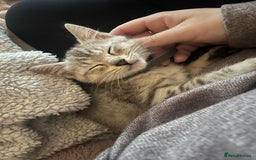 British Shorthair cats for sale: Silver tabby kitten - Image 1