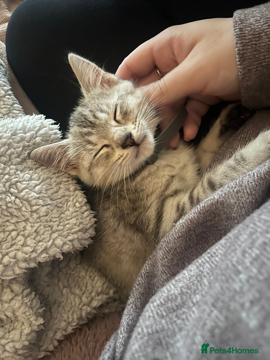 British Shorthair cats for sale: Silver tabby kitten - Image 1