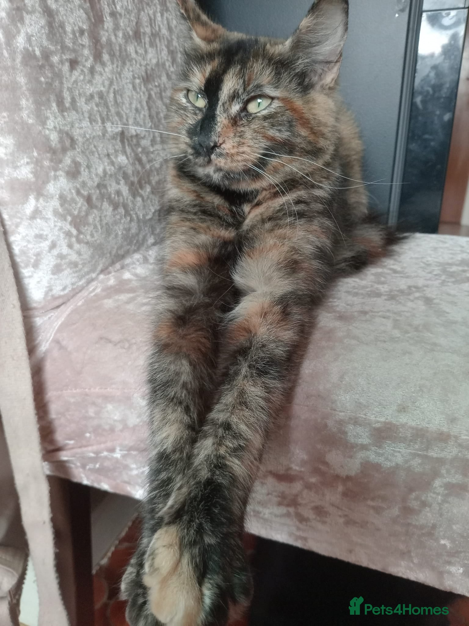 Mixed Breed cats 2 female cats  - Advert 5