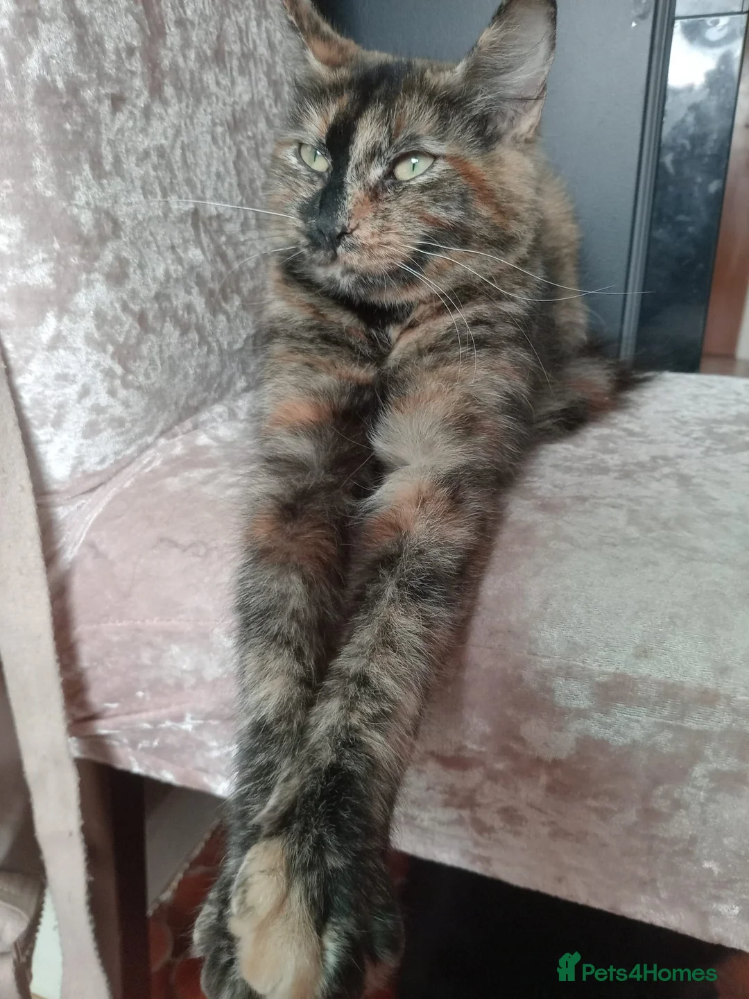 Mixed Breed cats for sale: 2 female cats  - Advert 1