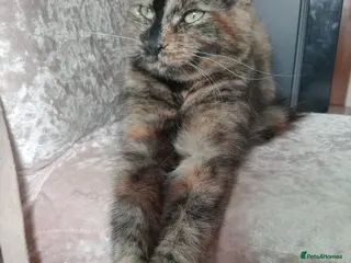 Mixed Breed cats 2 female cats - Advert 5