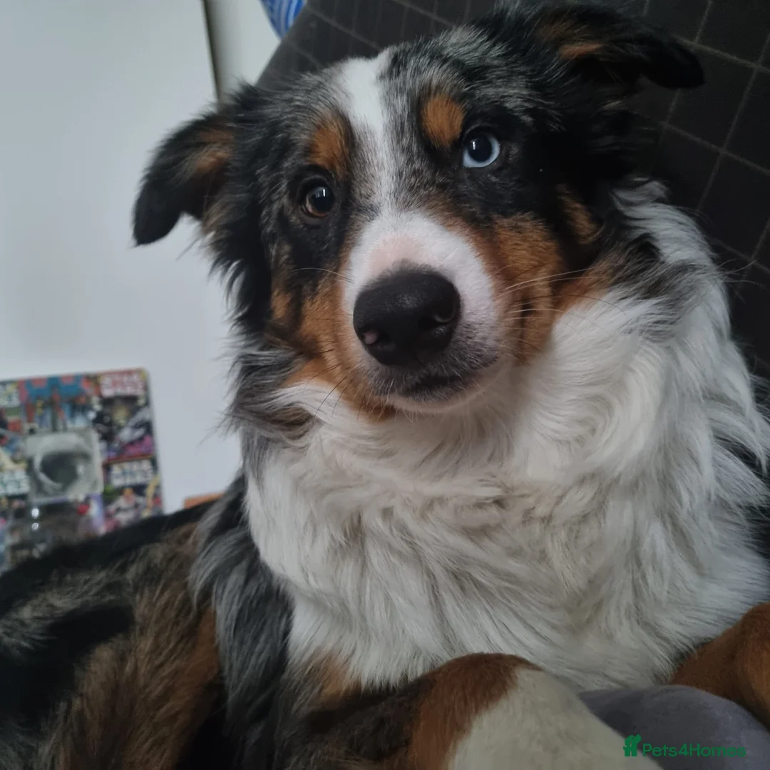 Border Collie dogs for stud: Blue Merle Border Collie for Stud - Advert 3