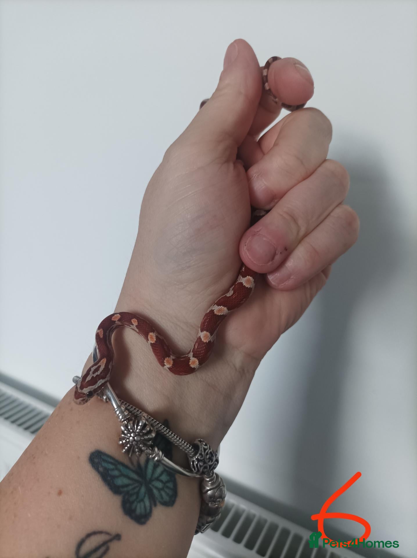 Corn Snake reptiles 2 x   baby corn snakes for sale  - Advert 13