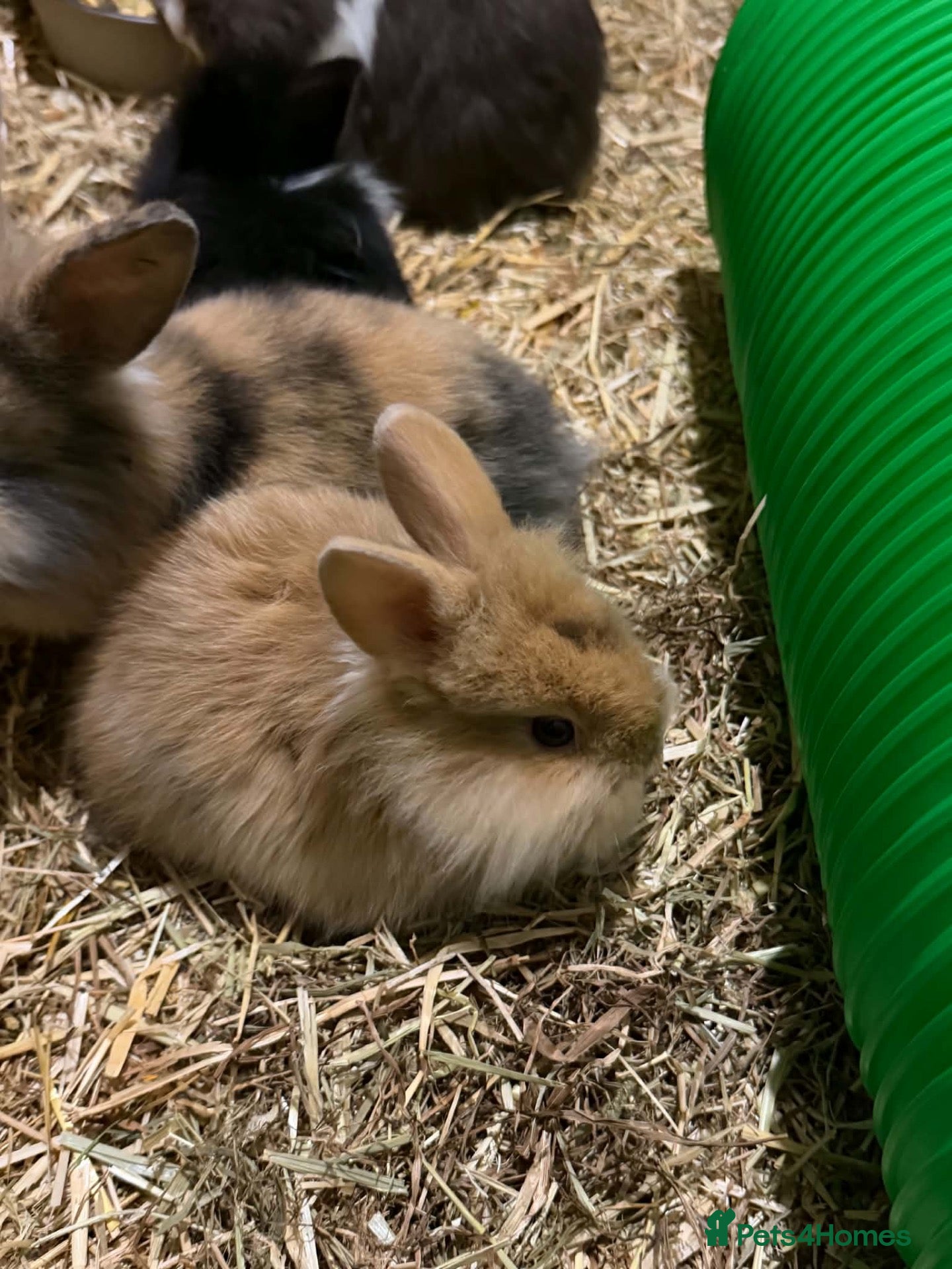 Mini Lion Lop rabbits for sale: Lion lops - Advert 1