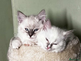 Ragdoll cats - Advert 32