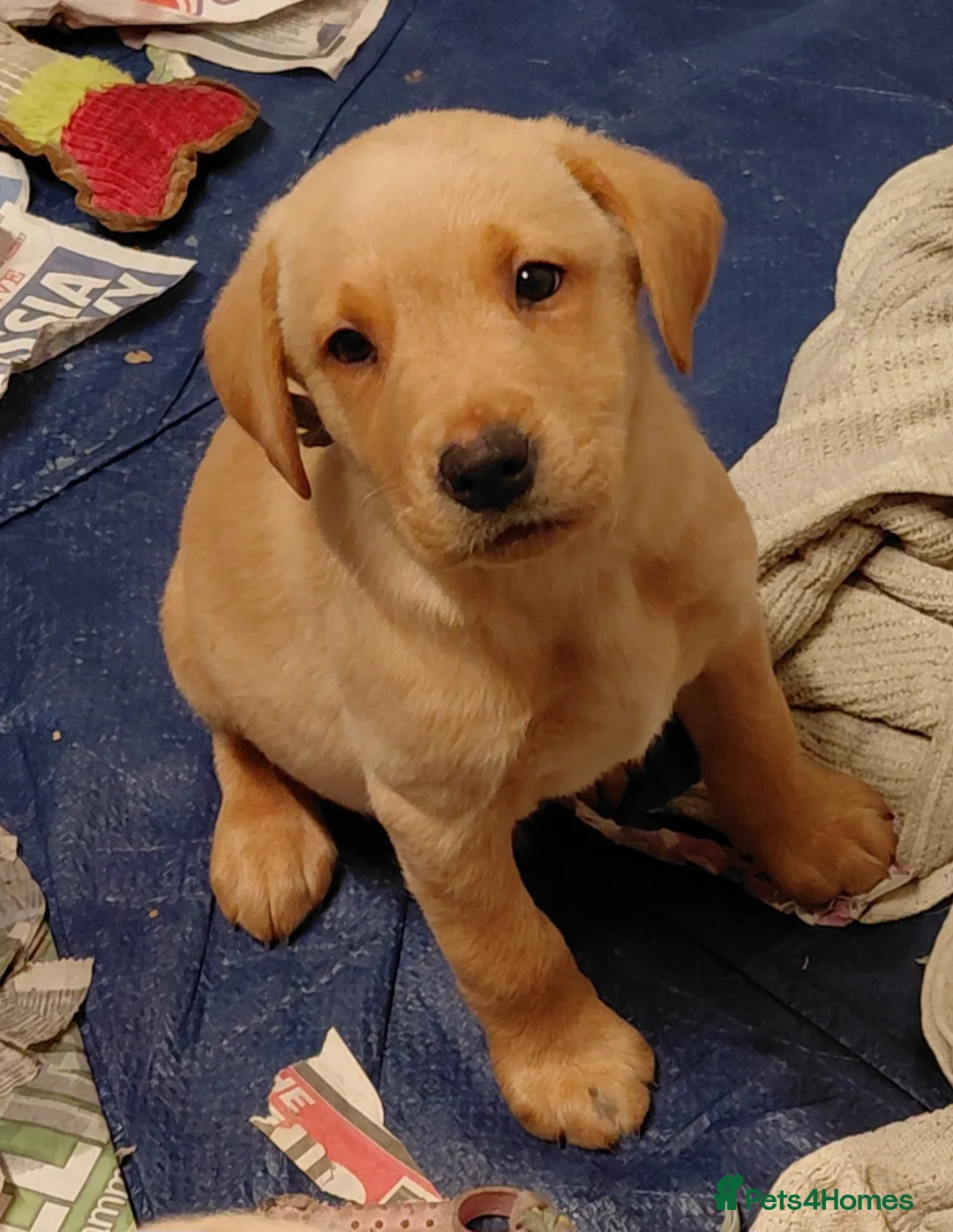 Labrador Retriever dogs for sale: Pure bred labrador puppies - Advert 18