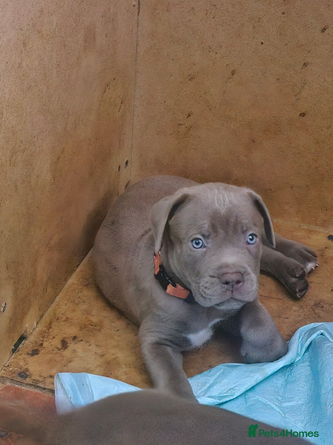 Mastiff dogs for sale: Mastiff Hybrids  - Image 10