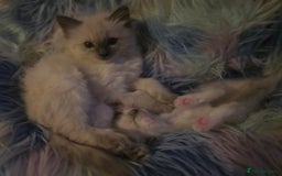 Ragdoll cats for sale: 2 beautiful litters of Ragdolls  - Image 27
