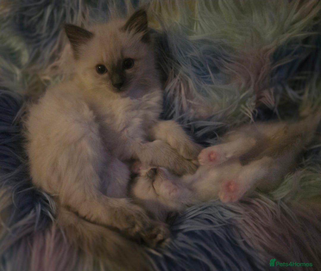 Ragdoll cats for sale: 2 beautiful litters of Ragdolls  - Image 27