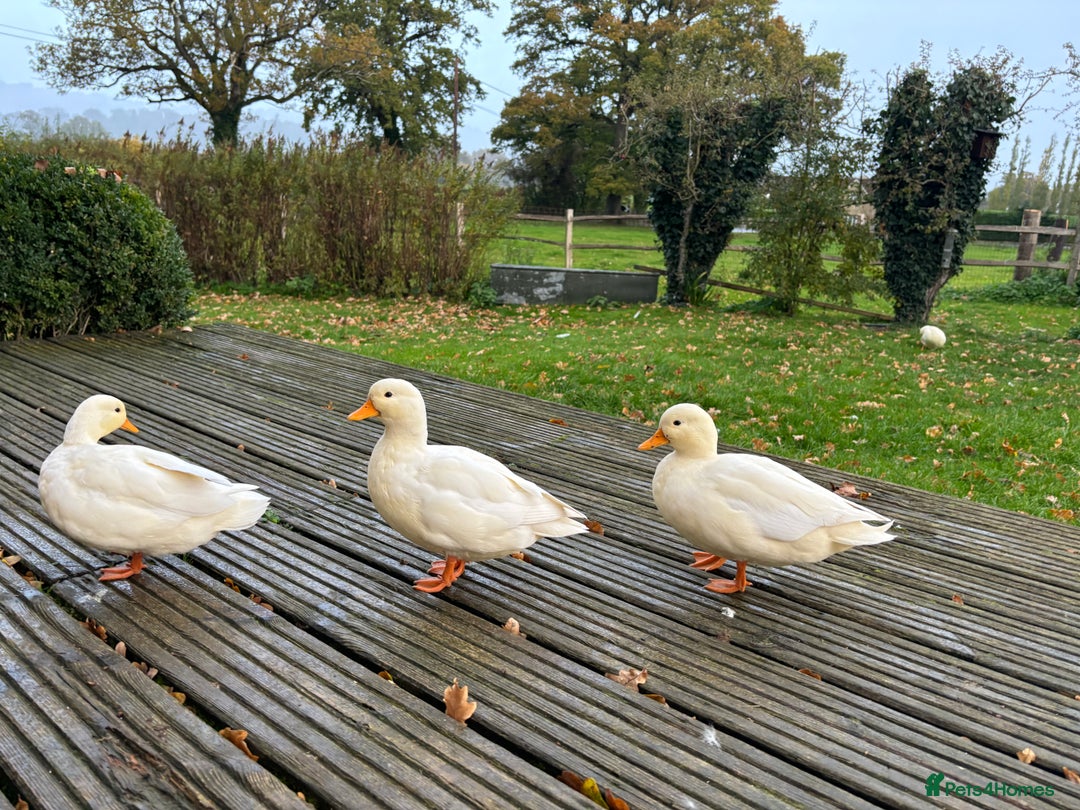 Ducks poultry for sale: Pair of call ducks  - Image 4