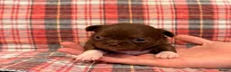 Chihuahua dogs for sale: 4 gorgeous longhaired apple head chihuahua pups - Advert 22