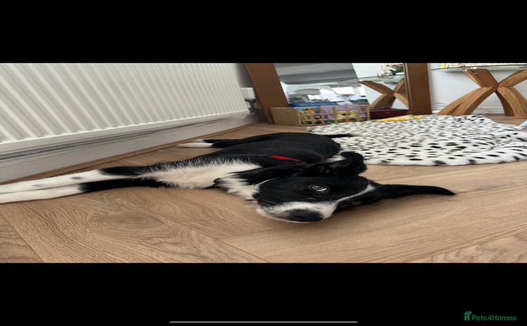 Border Collie dogs - Advert 2