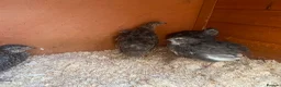 Quail poultry for sale: Mixed Coturnix Quails  in Bradford - Advert 6