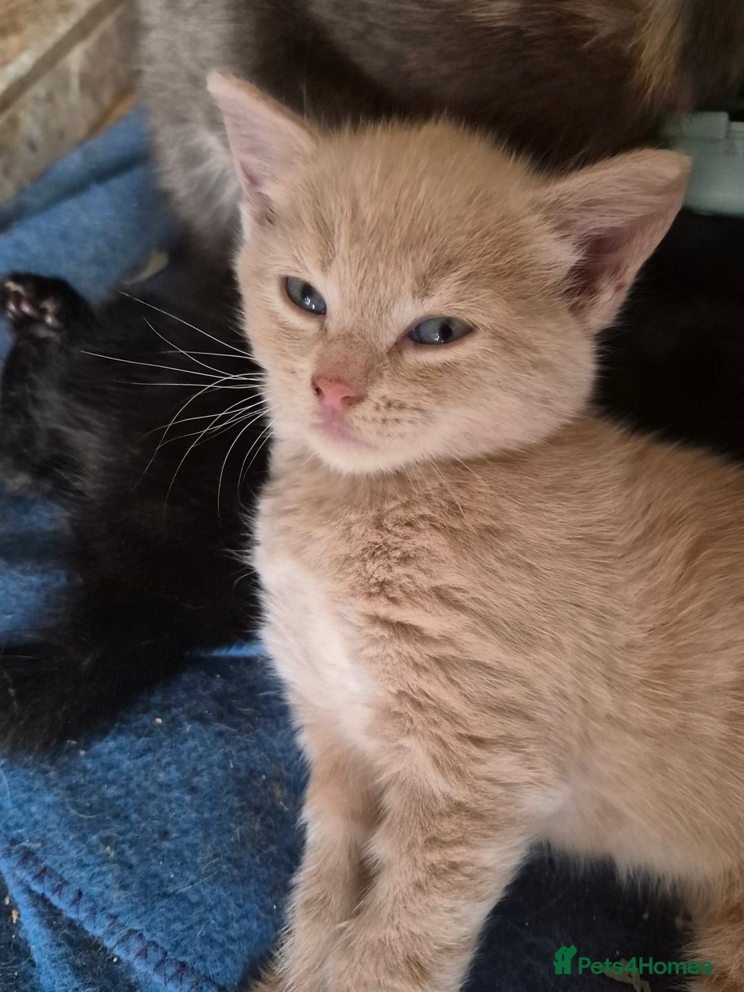 Mixed Breed cats for sale: Stunning kittens, blues, dilute gingers and blacks - Image 6