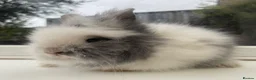 Lionhead rabbits for sale: Purebred double maned lion heads  - Advert 7