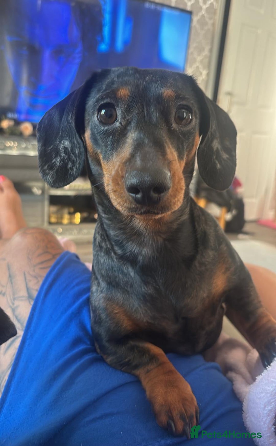 Miniature Dachshund dogs for sale: Beautiful little Chocolate boy 💙 - Advert 2