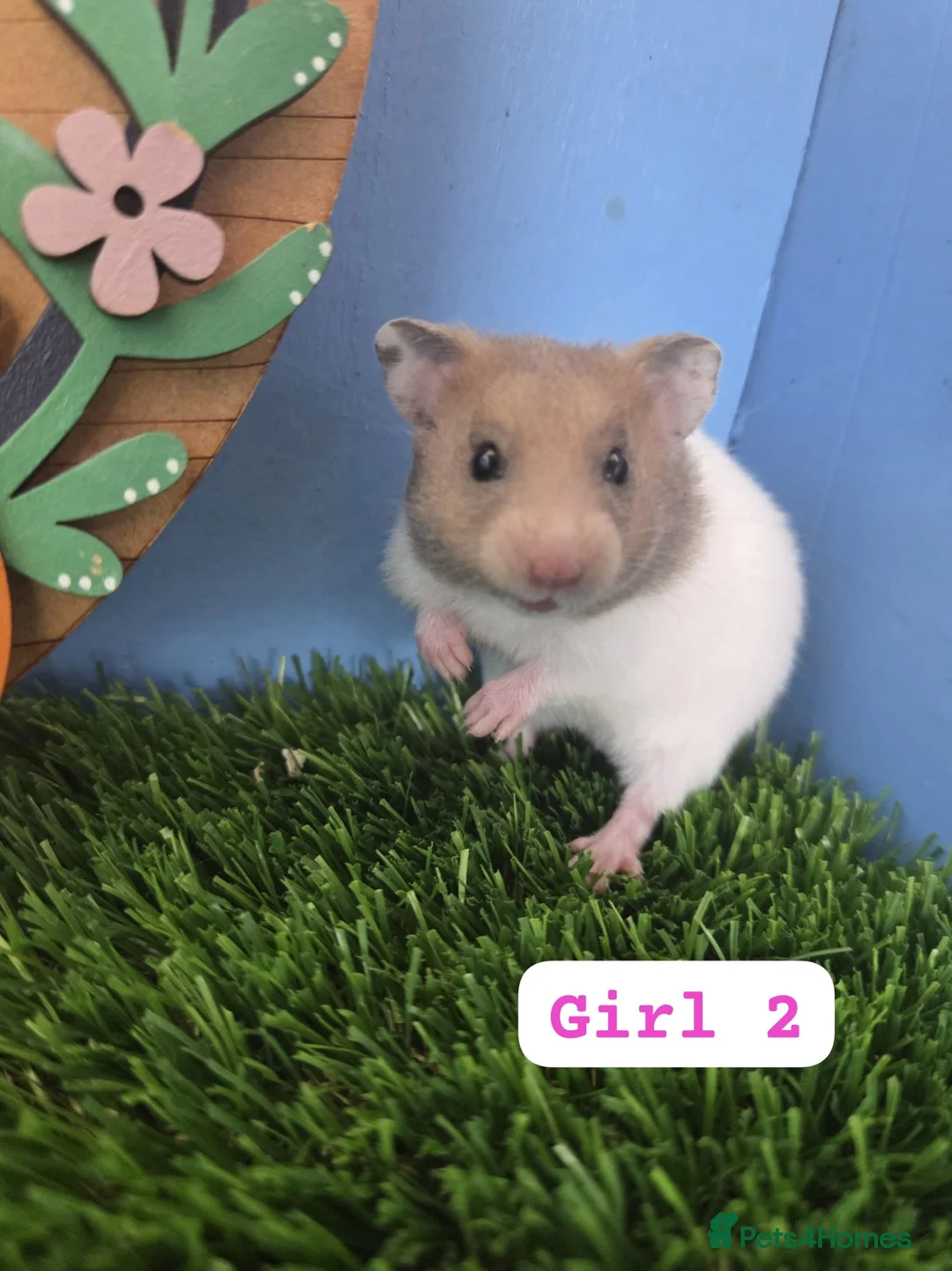 Hamster rodents for sale: Syrian Hamster Baby Boys Girl Male Female Pedigree - Advert 2