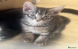 Mixed Breed cats for sale: Mixed breed adorable kittens in Waltham Cross - Image 10