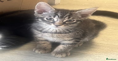 Mixed Breed cats in Waltham Cross - Advert 16