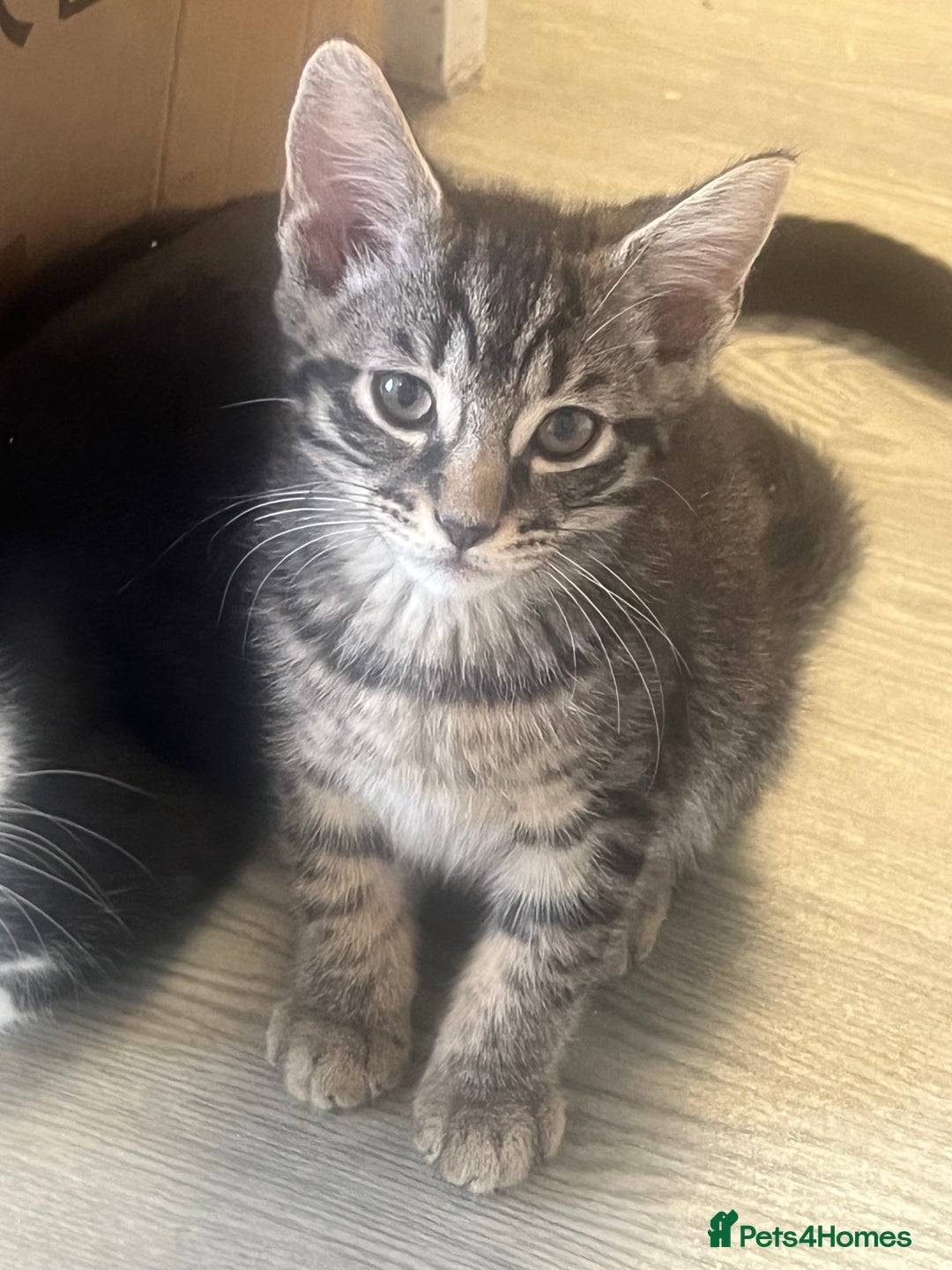Mixed Breed cats for sale: Mixed breed adorable kittens in Waltham Cross - Image 10