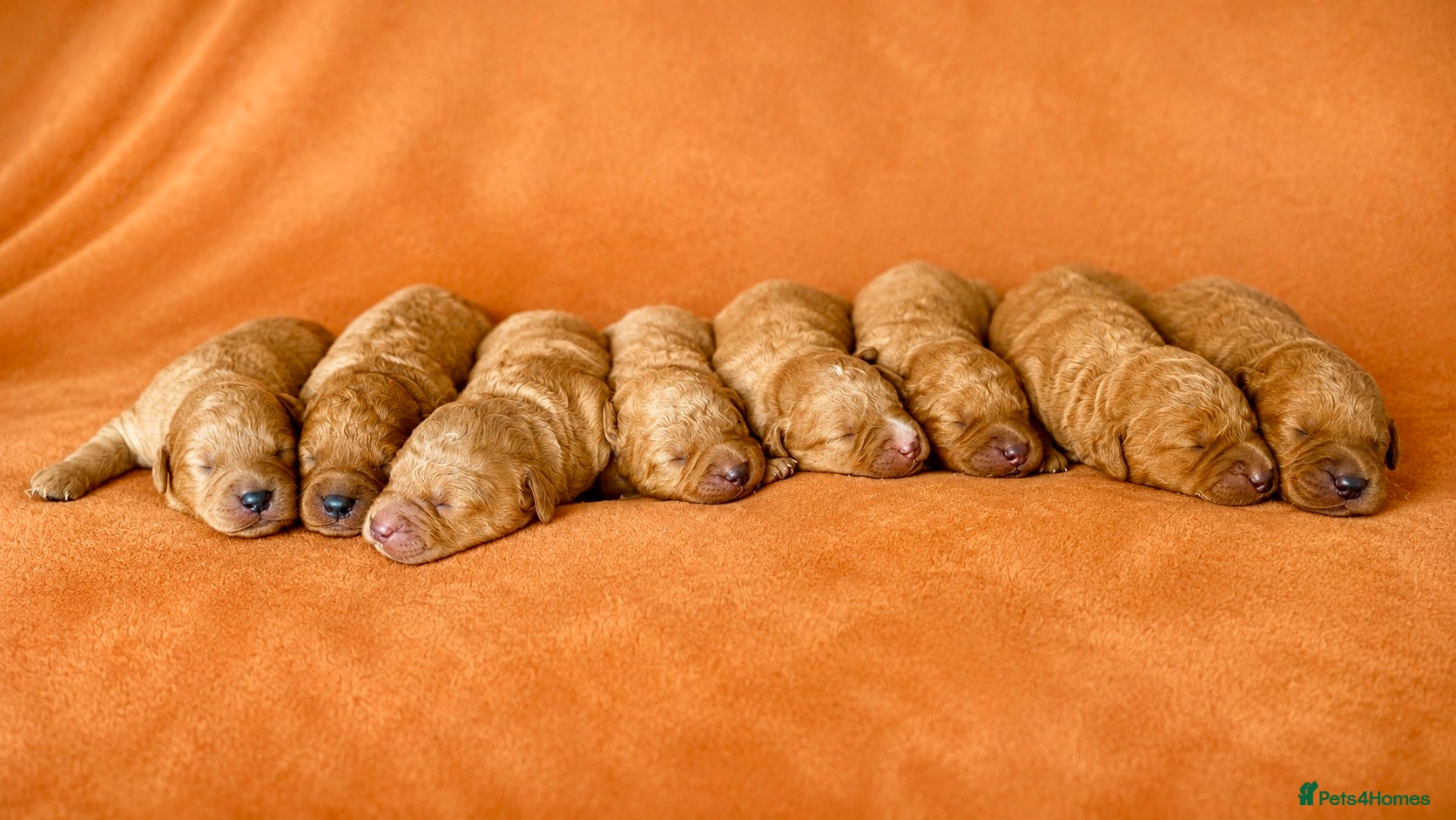 Labradoodle dogs F1 Miniature Labradoodles  - Advert 1