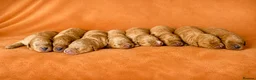 Labradoodle dogs for sale: F1 Miniature Labradoodles  - Advert 1