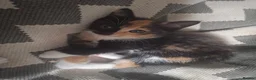 Mixed Breed cats for sale: 3 little boys and 1 girl  - Advert 27