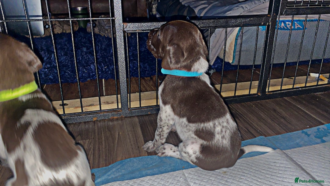 German Shorthaired Pointer dogs for sale: SENSEI-SAINTS German Shorthaired Pointers - Image 14