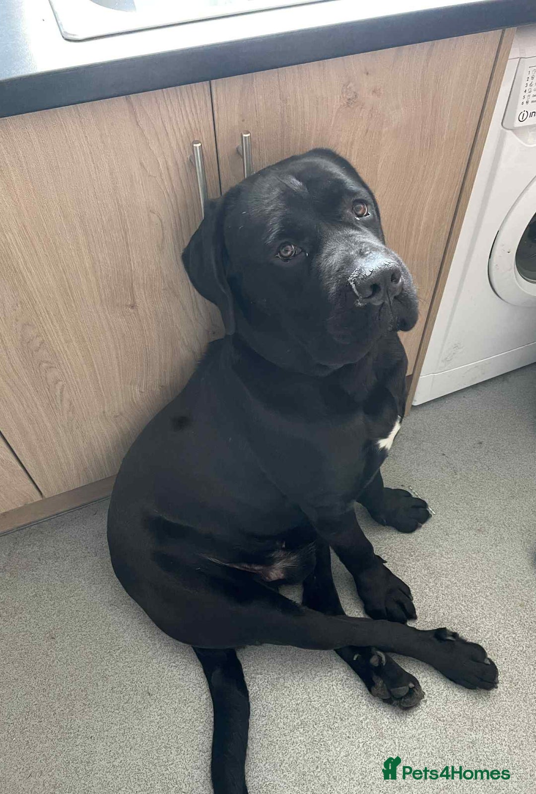 Cane Corso dogs for stud: Cane corso STUD supreme - Advert 5