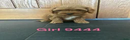 Cavapoo dogs for sale: Cavapoo pups F1 reds parent's DNA TESTED  - Advert 13
