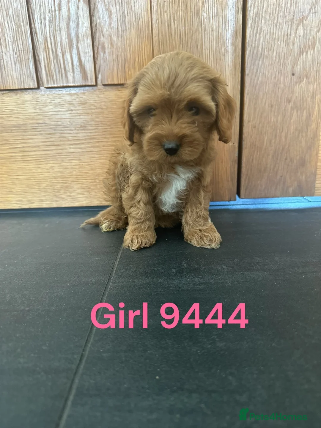Cavapoo dogs for sale: Cavapoo pups F1 reds parent's DNA TESTED  - Advert 13