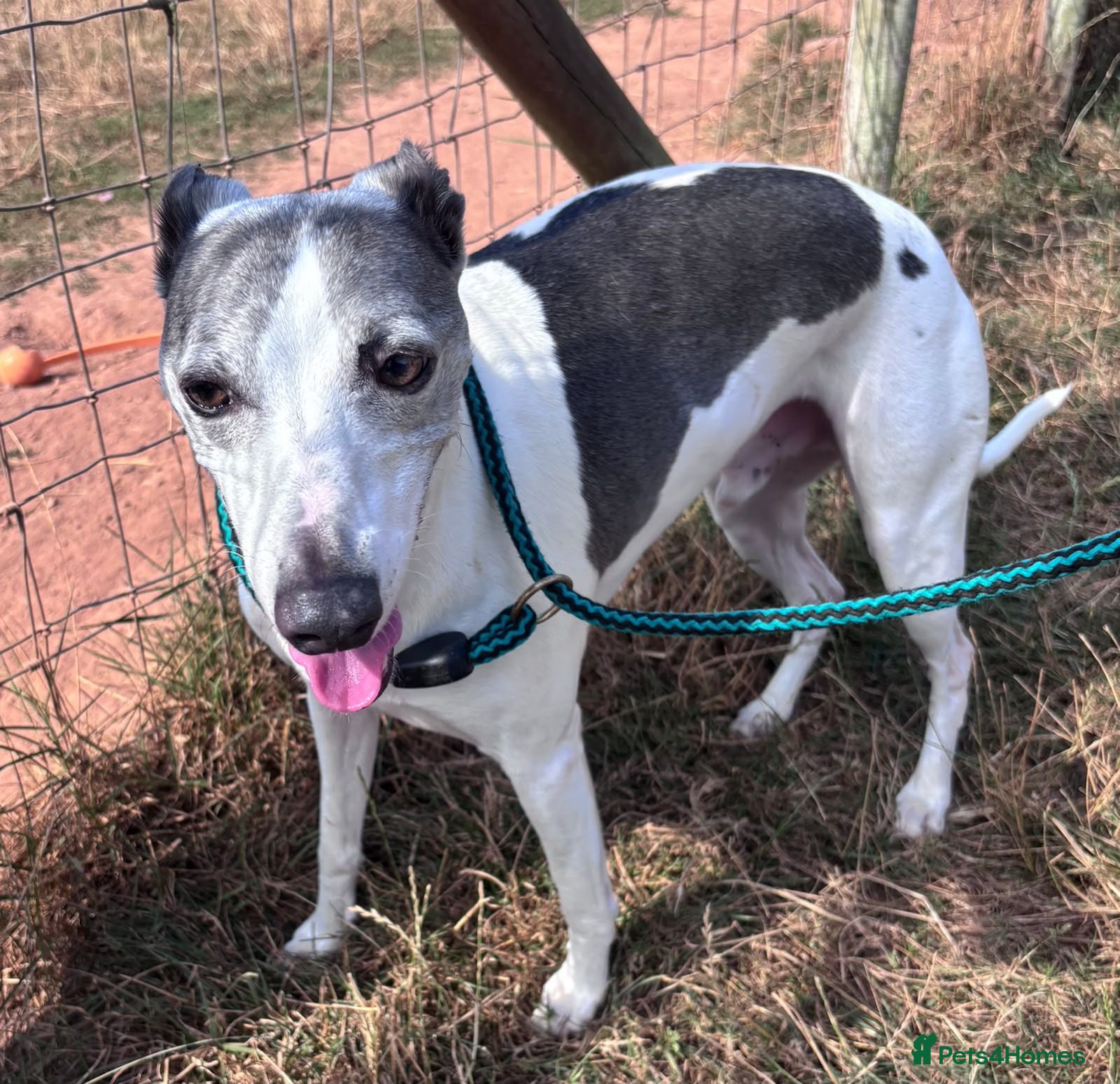 Whippet dogs Sky - 18 kg Whippet for Adoption - Advert 1