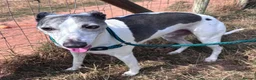 Whippet dogs for adoption: Sky - 18 kg Whippet for Adoption - Advert 1