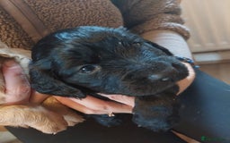 Cocker Spaniel dogs for sale: Gamekeeper bred working cockers - Image 2