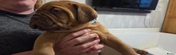 Dogue De Bordeaux dogs for sale: Dogue Du Bordeaux Puppies for Sale - Advert 13