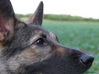 German Shepherd dogs Working line German Shephard is looking for a home - Advert 2