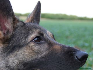 German Shepherd dogs Working line German Shephard is looking for a home - Advert 11