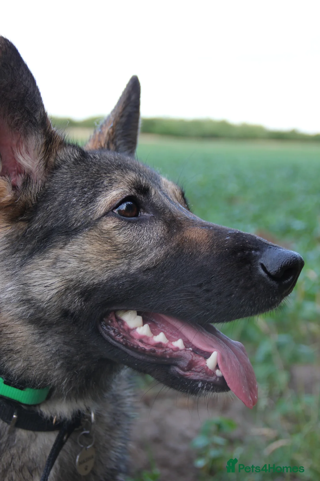 German Shepherd dogs for sale: Working line German Shephard is looking for a home - Advert 1