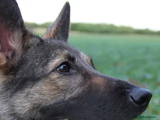German Shepherd dogs Working line German Shephard is looking for a home - Advert 1