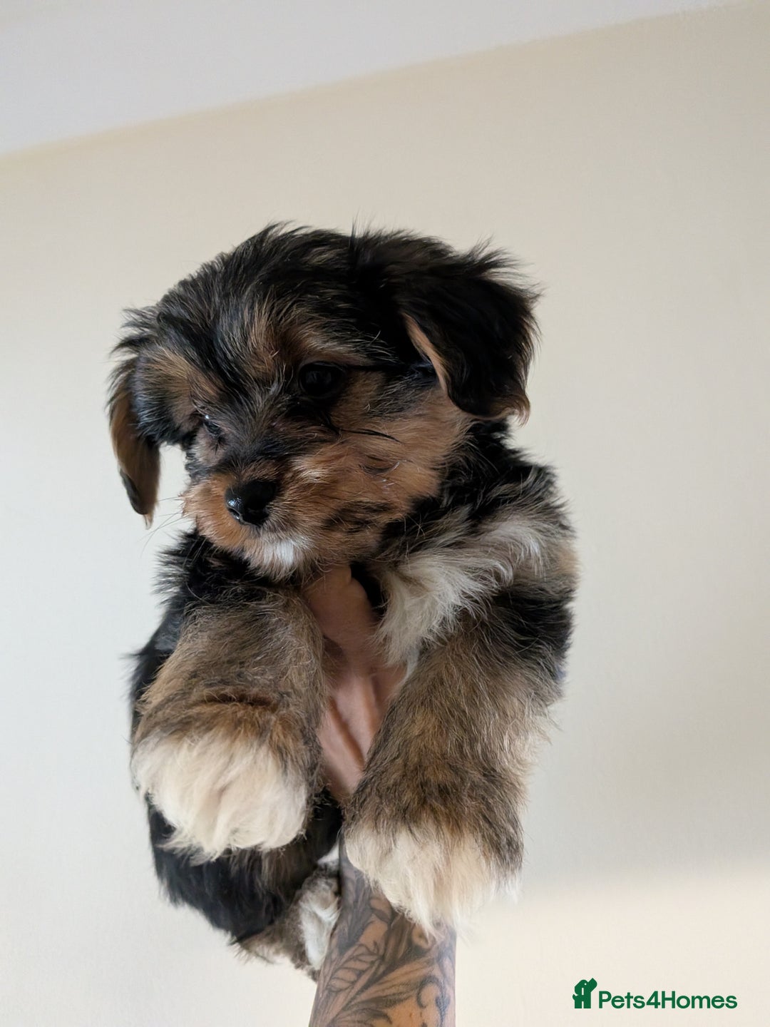Yorkshire Terrier dogs for sale: 7 male Yorkshire terriers ready to leave.  - Image 15