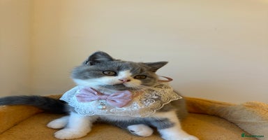 British Shorthair cats - Advert 10