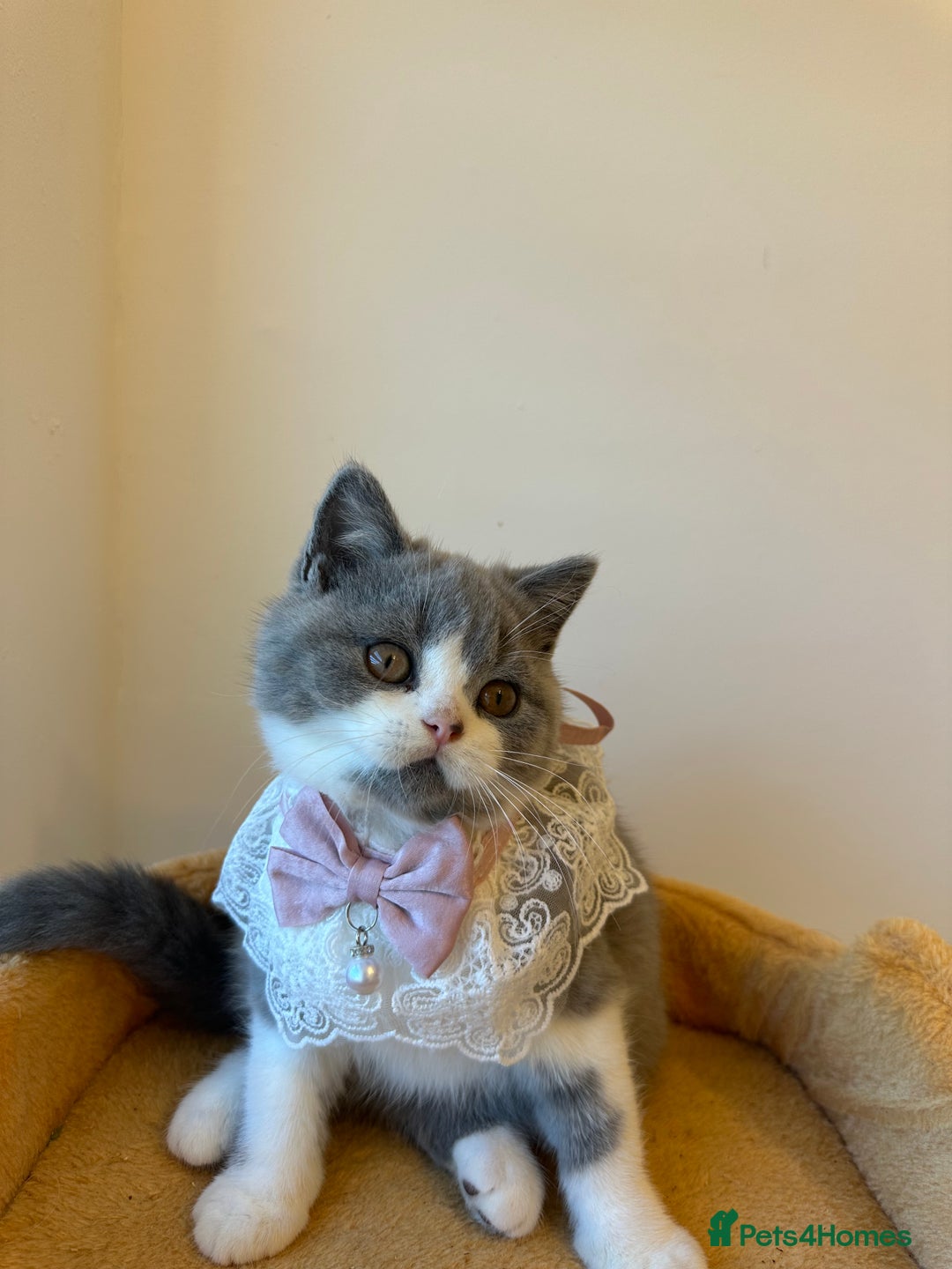British Shorthair cats for sale: 🐻 STUNNING GIRL GCCF REGISTERED REDUCED LAST 1 🐻 - Image 5