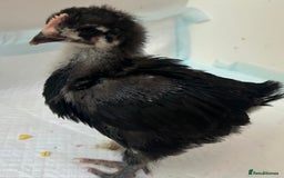Chickens poultry for sale: Orpington chicks for new homes - Image 3