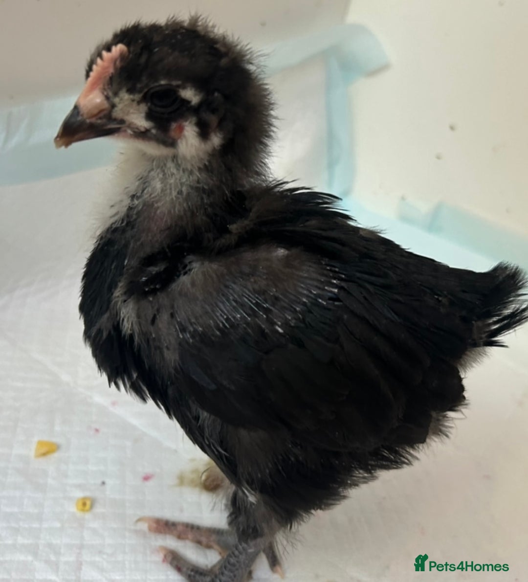 Chickens poultry for sale: Orpington chicks for new homes - Image 3