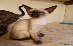 Mixed Breed cats for sale: Bengamese kittens, Bengal/Siamese mix  - Image 19