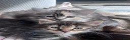 Siberian cats for sale: Beautiful Siberian cross kittens  - Advert 2