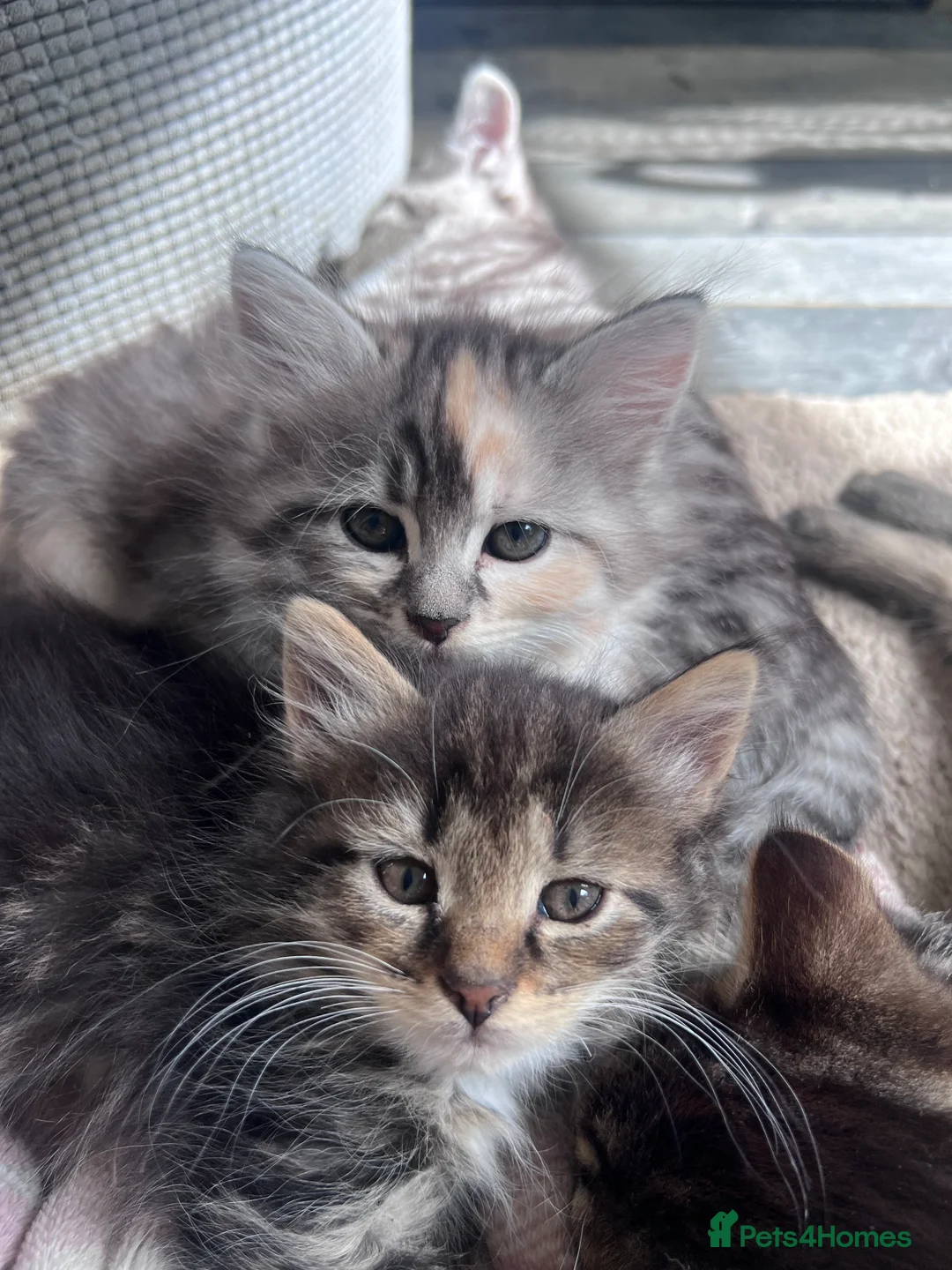Siberian cats for sale: Beautiful Siberian cross kittens  - Advert 2